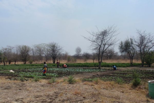 Ihmisiä töissä pienellä peltotilkulla. Etualalla heinikkoa, taustalla puita ja taivasta.