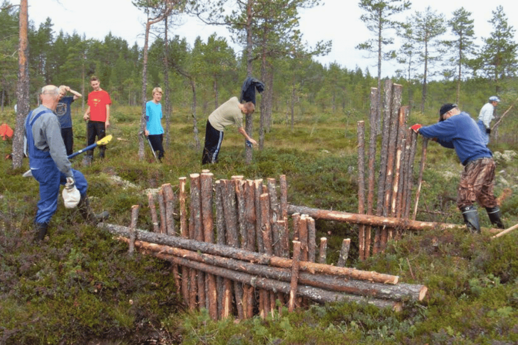 Ryhmä ihmisiä tekee suon ennallistamista luonnossa